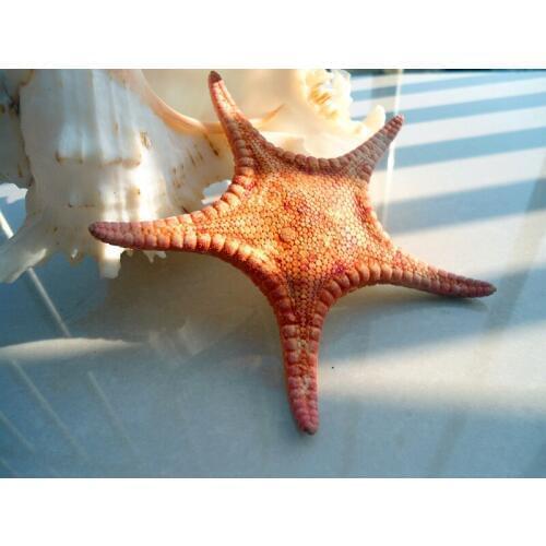 HappyKiss The deep small starfish Red sea star Flat starfish Dried specimens five fingers photography props Decorative platform