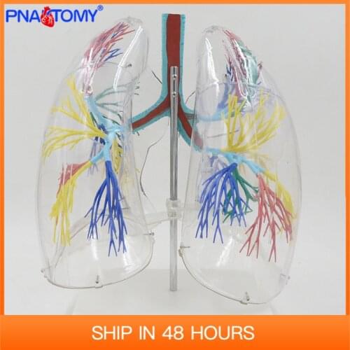 Bronchial Tree Model Lungs Medical Teaching Tool Anatomical Transparent Science Human Anatomy