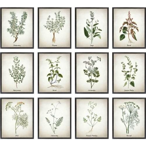 Herb Canvas Art Painting Vintage Herbal Illustrations Posters and Prints Culinary Herbs Botanical Kitchen Wall Art Picture Decor