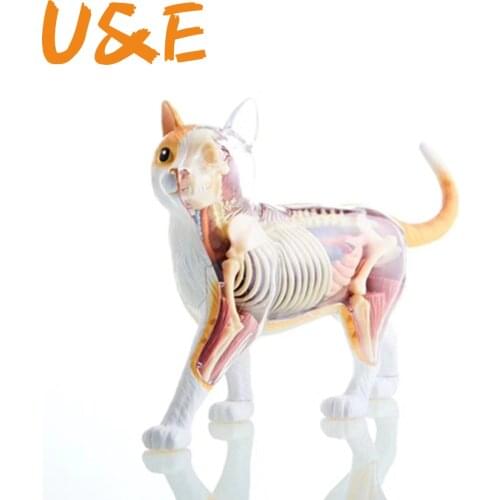 4D Orange yellow cat Intelligence Assembling Toy Animal Organ Anatomy Model Medical Teaching DIY Popular Science Appliances