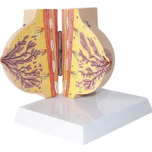 Human Breast Anatomy Model Female Quiescent Breast Anatomy Model Breast Model Anatomy Gynecology Teaching