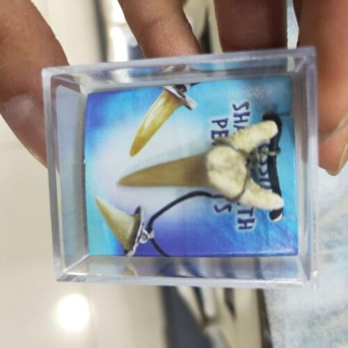 1pcs Natural animal fossil shark tooth fossil mineral specimen as a gift, decorative pendant