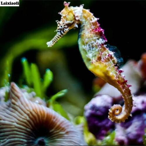 Animals Seahorse Full Square Diamond 5D DIY Diamond Painting mosaic patterns 3d Embroidery bead Cross Stitch Home Decor Gift art