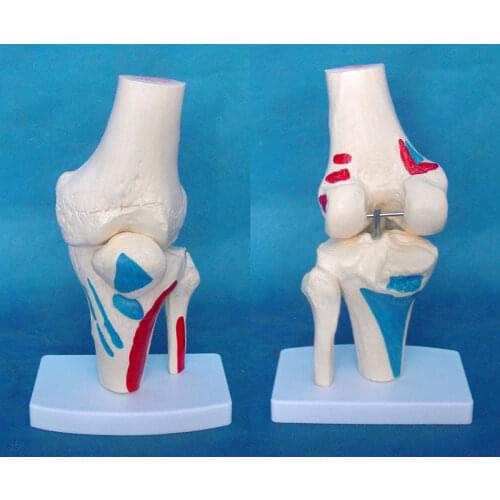 Human Knee Joint Bone Model