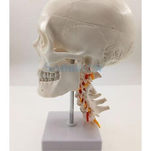 Natural Life Size Skull-on Cervical Vertebrae with Nerves For Art Sketch Medical Teaching