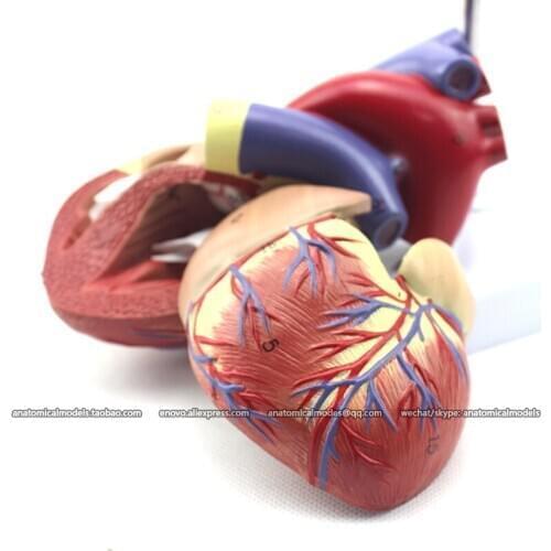 CMAM/12479 Heart - 2parts, Human Heart Medical Teaching Anatomical Model