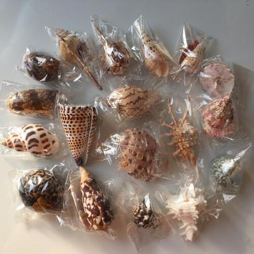 18pcs natural conch shells and coral aquarium decoration gift marine science specime marine decoration sea snails
