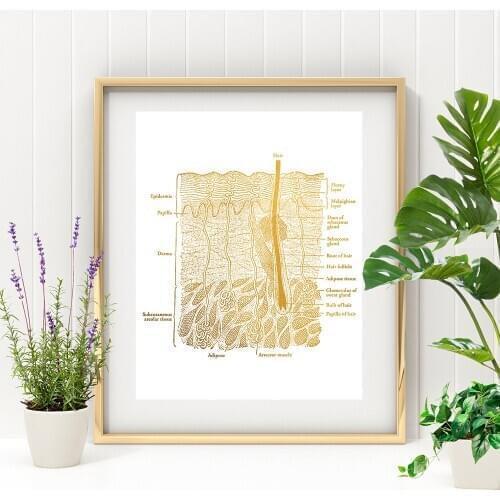 Skin Anatomy Art Poster Dermatologist Wall Art Canvas Poster Prints Canvas Style Paintings Picture for Living Room Home Decor