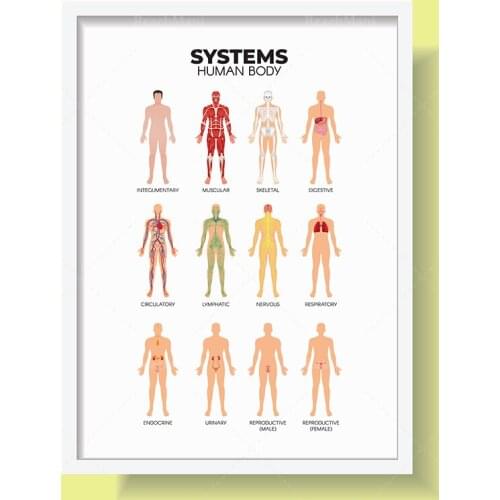 HUMAN BODY SYSTEMS Science Astronomy Kids Room Wall Art Montessori Kindergarten Primary Educational Poster Learning Chart Printa