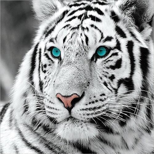 5D DIY Diamond Painting Full Square White Tiger Cross Stitch Diamond Embroidery Animal Mosaic Picture of Rhinestones Decor Gift