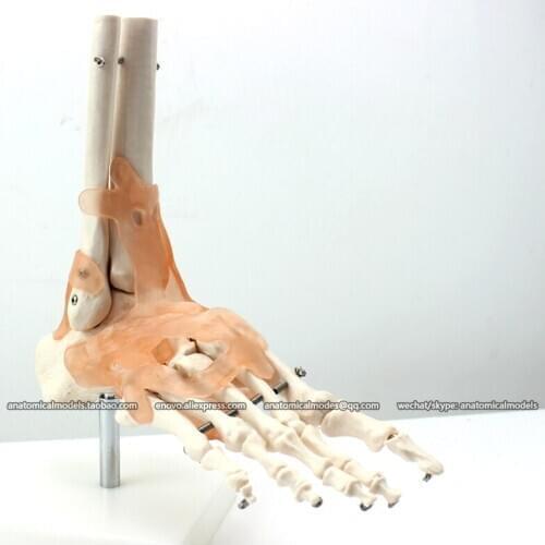 CMAM/12348 Foot joint, ligament, Medical Extremities Anatomical Human Model