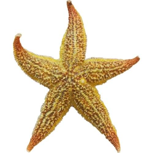 2Pcs Natural Dried Starfish Sea Star Beach Craft Wedding Party Home Decoration