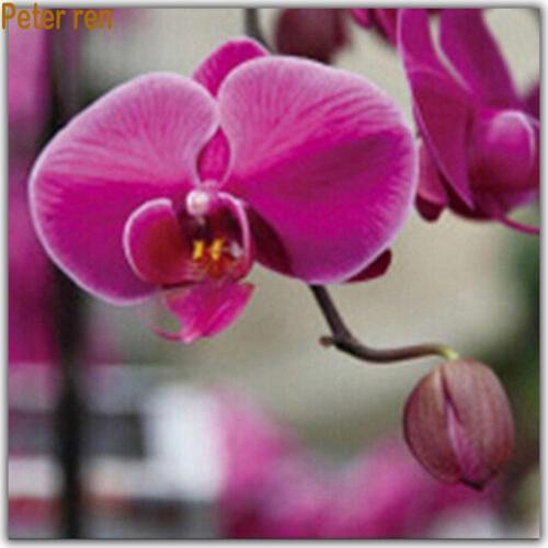 Diy Diamond painting cross stitch Crafts Diamond embroidery Red pearl butterfly orchid Full coverage square diamond mosaic icon