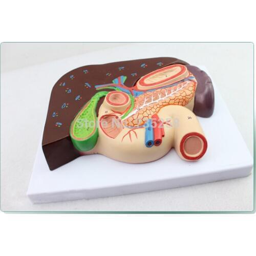 Liver, Gallbladder, Pancreas And Duodenum, Stomach Plane Model
