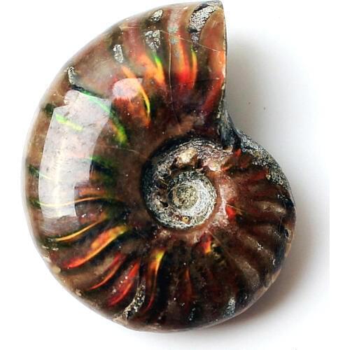 1pc Rare Red Light Ammonite Fossil Shell Colorful Fossil shell Collection Mineral Specimen