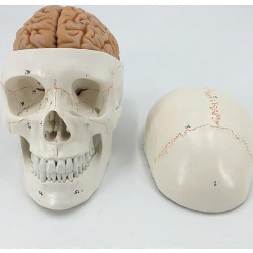 Human Numbered Skull with Brain Anatomy Model Medical Science Teaching Resources Dropshipping