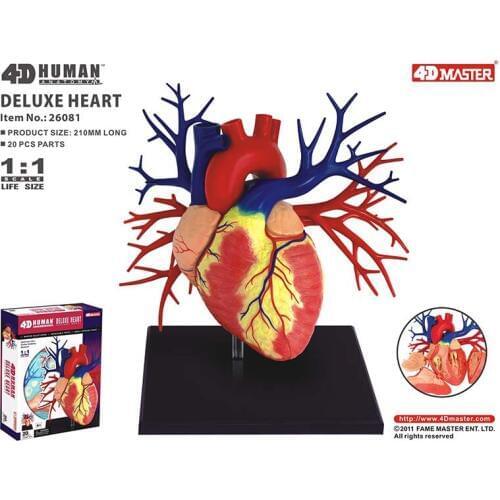 4D 1:1 Heart Intelligence Assembling Toy HumanOrgan Anatomy Model Medical Teaching DIY Popular Science Appliances