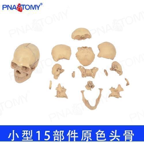 1/2 Life Size 15 Parts Human Anatomy Assembled Skull Medical Model Human Skeleton Toy