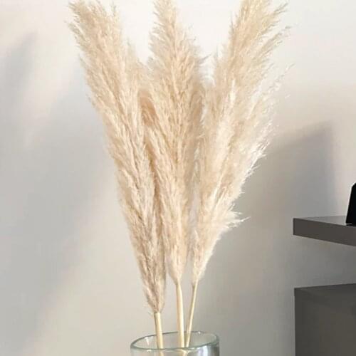 Pampas Grass Large 80CM Fluffy Big Pampas Reed Dried Flowers Bouquet for Wedding Flowers Decor Home Christmas Decoration Gift
