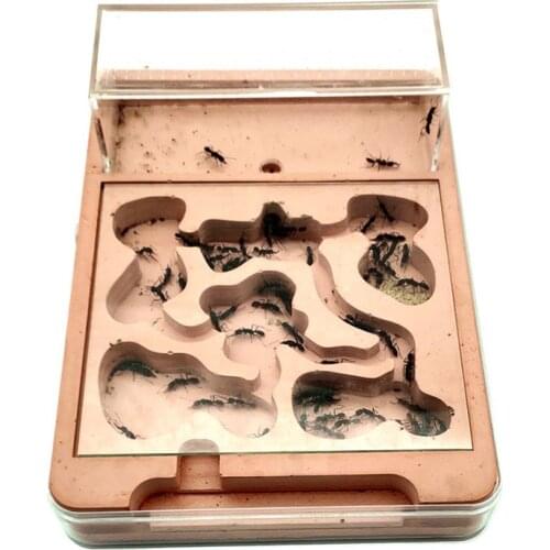 Plaster Plane Ant Farm Highly Moisturizing Ant Nest Insect Castle Drinking for Ant House with Hunt Area Gypsum Anthill Workshop