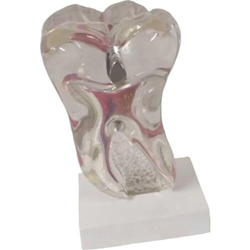 Six Times Teeth Model Professional Teaching Tool for Rearch Study