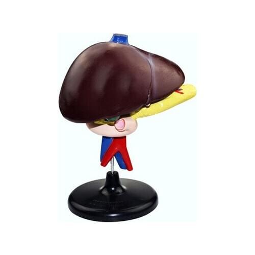 Liver, duodenum, pancreas biological model biological science education equipment human organ medicine