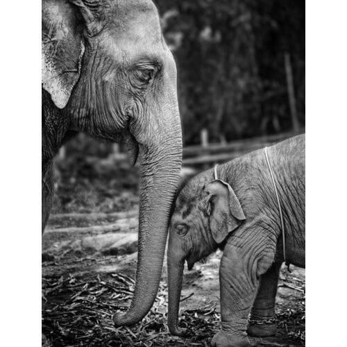 Diy Diamond Painting Elephant Diamond Embroidery Animal Diamond Cross Stitch American Style Home Decor Acrylic Diamond Art