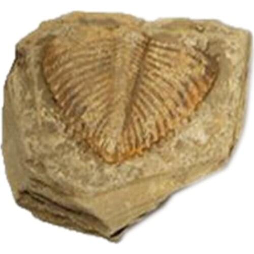Practical 1 PC Natural Trilobite Tail Fossil Ancient Fossils Teaching Specimens Collection