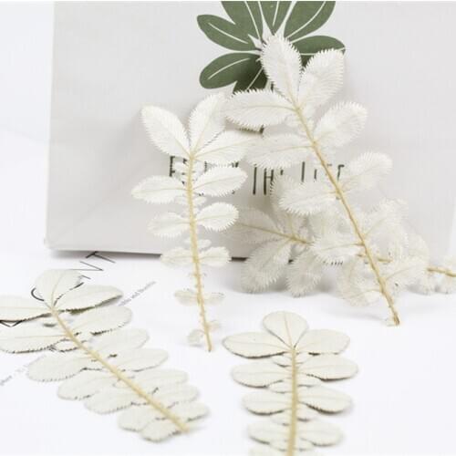 60pcs/8-12cm,Natural Pressed Real Flower,eternal leaves DIY Wedding invitations Craft gift Bookmark Scented candles Decoration