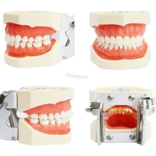 Dental Teaching Model Teeth model gum Standard Model with 28/32 Screw-in Teeths Demonstration Soft Gum for teaching