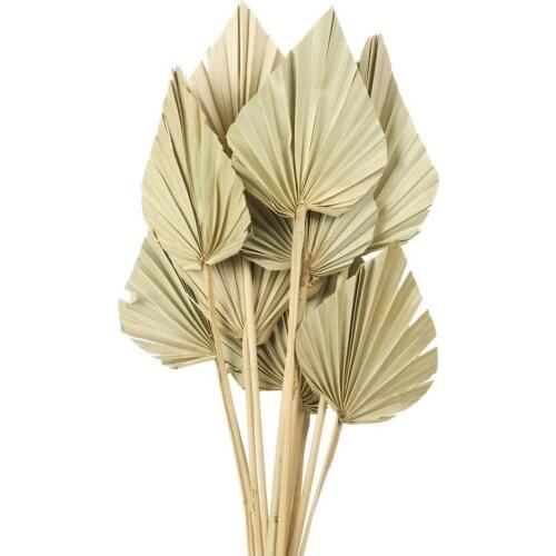 Hidden Botanics 5 pcs Spear Dried Flowers Palm Fan Leaf Dried Flower Palm Leaf Beige