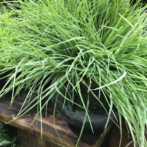 Artificial long leave onion leaf grass plastic flower home graden wedding party decorative plants