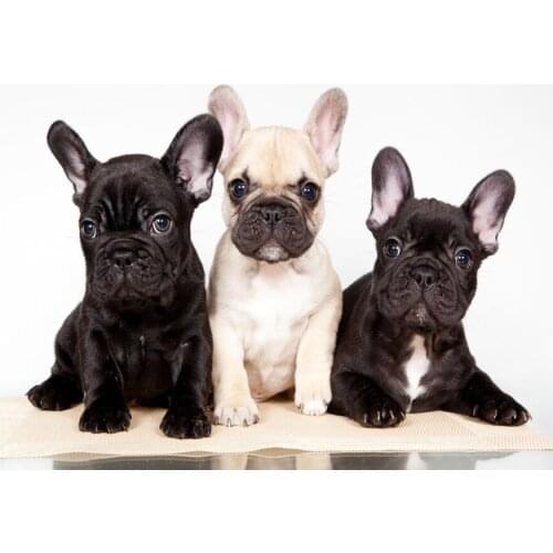 5d diy Diamond Painting French bulldog Diamond Embroidery cute pets dog full drill square round Rhinestones mosaic kit L853