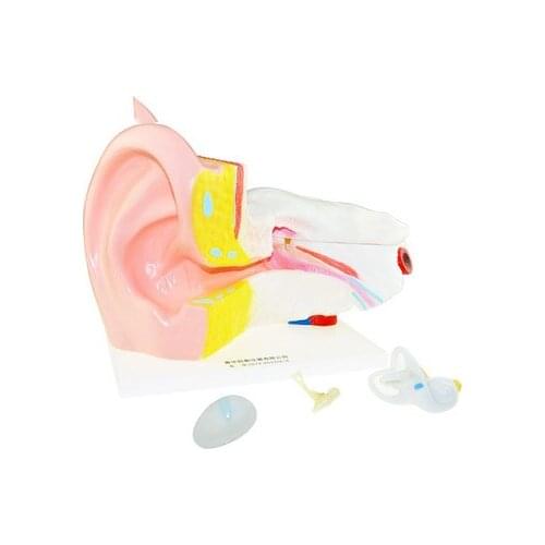 Ear anatomy model 6 times larger human organ anatomy model biology teaching medical demonstration model