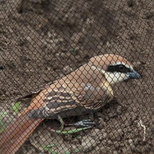 25Mx3M Anti Bird Preventing Crop Netting Mesh Garden Fruit Plant Tree Protection