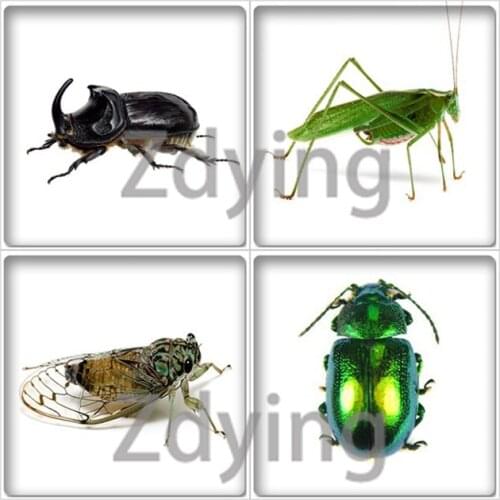 Zdying 10pcs Insect Bugs Square Shape Glass Cabochon Picture/Photo Beads Demo Flat Back DIY Necklace Keychain Jewelry Findings