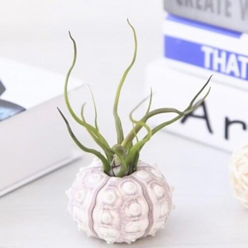 Air Plants Sea Urchin Tabletop Tillandsia Holder Miniature Gardening Decorations D0AC