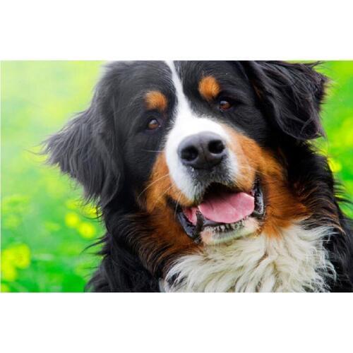 New 5d diy diamond painting full square,Handicraft Diamond Embroidery bernese mountain dog mosaic,Christmas card,home decor TY86