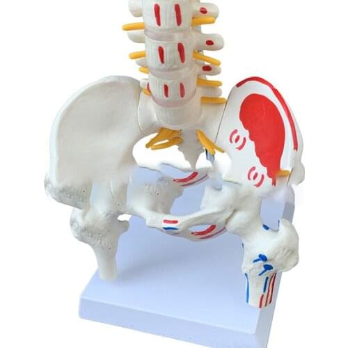Human spine model 45cm medical orthopedic exercise bone model