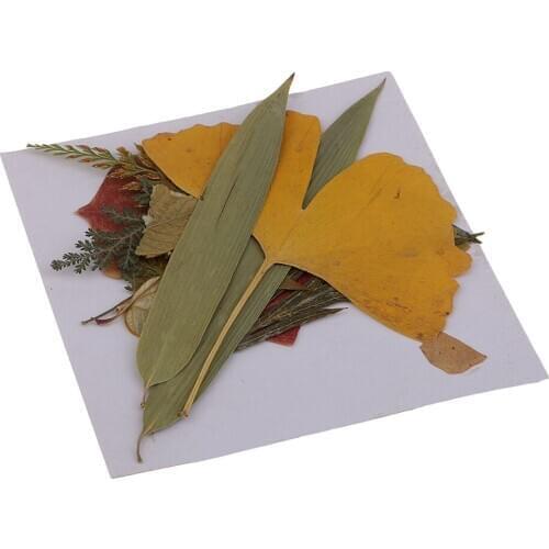 16 Pieces Natural Real Dried Flowers Leaves for Art Craft DIY Candle Ornament Resin Ornament Jewelry Making