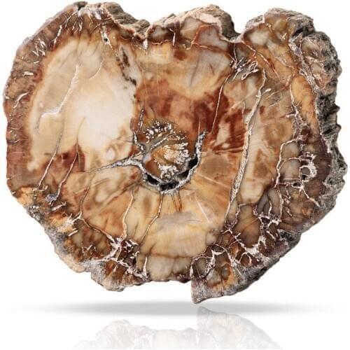 1pcs Natural Fossil And Minerals Woodstone Wood Fossil Tree For Home Decoration Wooden Tree Fossil Cup Cushion Stone Coaster