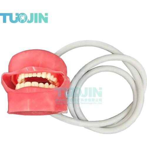 Dental Phantom Head Model With 28 Pieces Practise Teeth Dental Teaching Model
