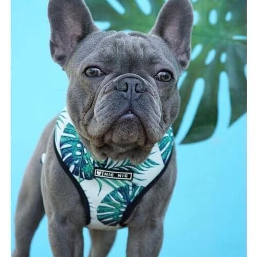 Dog Harness And Leash Set Szelki Dla Psa Smycz Accessories Pet Arnes Perro Correa Pitbull Pug Hondenriem Para Lead Pechera Vest