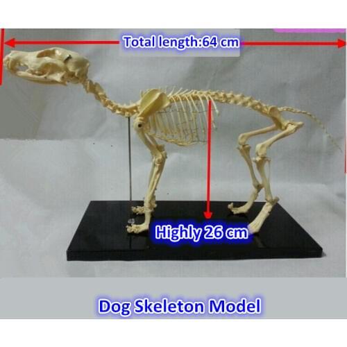 Small dog Canine pvc skeleton model animal skeleton model