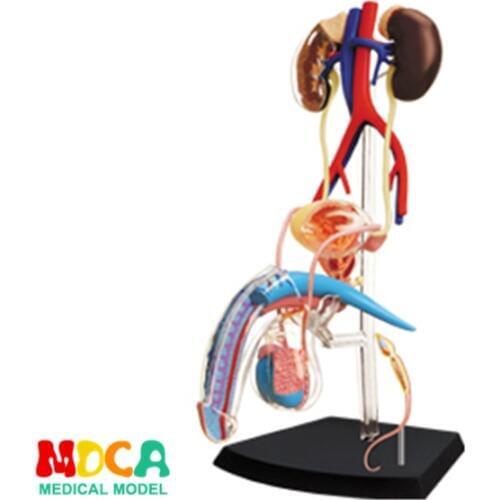 Male reproductive system 4d master puzzle Assembling toy human body organ anatomical model medical teaching model