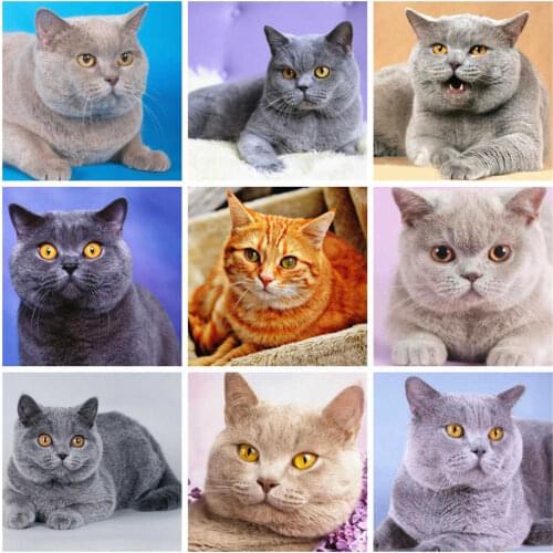 AZQSD Diamond Painting Full Square Cat Embroidery Animal Picture Of Rhinestones 5d Diy Needlework Home Decor Gift Diamond Art