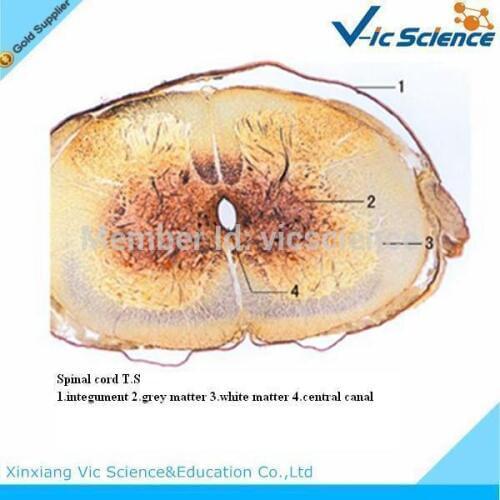 100 Pcs/Set Animal Histology Prepared Slides