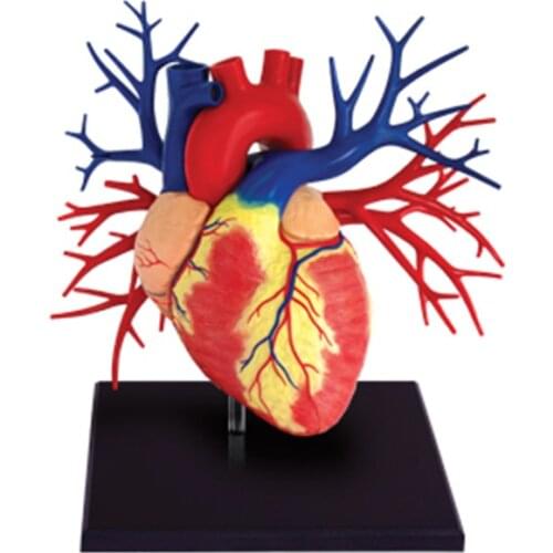 1:1 Life Size Heart 4d Master Puzzle Assembling Toy Human Body Organ Anatomical Model Medical Teaching Model
