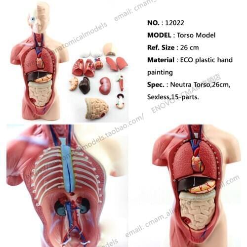 CMAM/12022 Torso,26cm,Sexless,15-parts, Plastic Human Body Teaching Anatomical Model