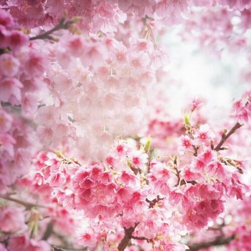 Laeacco Pink Spring Flowers Cherry Blossom Branches Polka Dots Light Bokeh Scenic View Photo Background Photography Backdrops